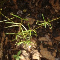 Oldenlandia herbacea (L.) Roxb.